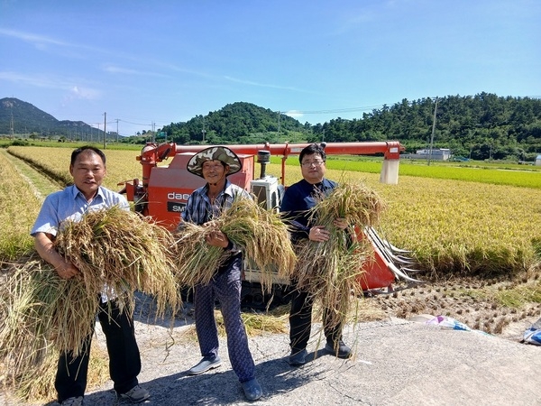 무더위와 폭우를 이겨낸 벼, 반갑다!..'신안 도초도 2025년 벼 첫 수확' 2