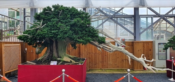 신안군, ‘수천년을 살아 숨 쉬는 주목나무 분재 특별전’ 개최..