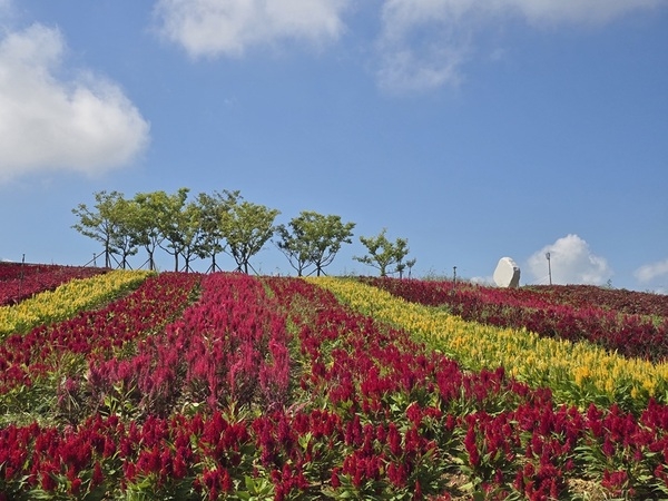 신안군, ‘변치 않는 사랑의 꽃밭’ 2025 섬 맨드라미 축제 개최!..'푸른 바다 위 형형색색 맨드라미 향연… 병풍도에서 가을 낭만 만끽' 1