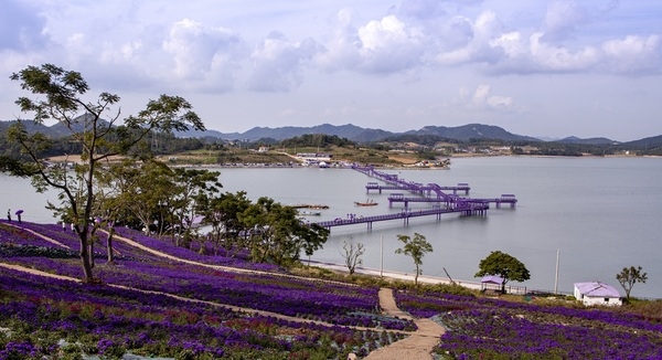  퍼플섬 아스타 꽃 축제 10월 말로 연기 2