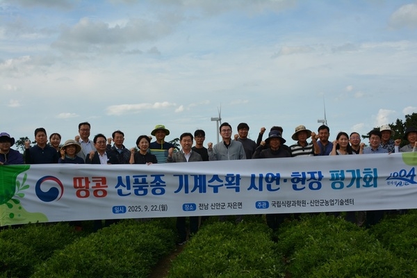 신안군, 고올레산 땅콩 신품종 기계수확 본격화..'22일 자은도에서 신품종 ‘해올’, ‘케이올2호’ 기계수확 연시회 개최' 3