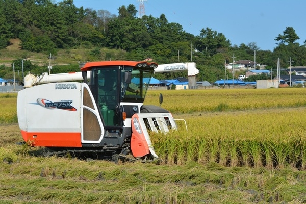 신안군, 벼 깨씨무늬병 확산 방지를 위한 적기수확 지도 강화!..