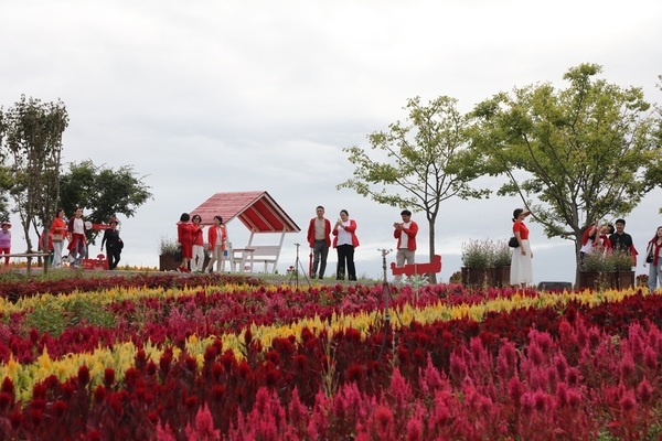 신안군, ‘2025 섬 맨드라미 축제’ 막 내려..'다채로운 맨드라미꽃과 병풍도의 절경, 가을의 낭만 선사' 2
