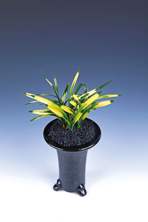 섬 생태자원의 보고 신안, 대한민국자생란대전 개최..'잎을 보면서 난(蘭) 꽃을 상상하다' 2