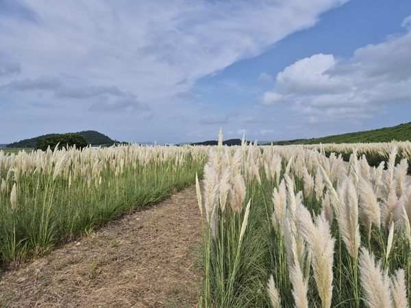 신안 장산도 화이트정원, 가을을 물들이는 ‘팜파스그라스의 향연’..'샤스타데이지 꽃 축제 이어 가을 정원으로 변신, 바람에 흔들리는 은빛 물결' 2