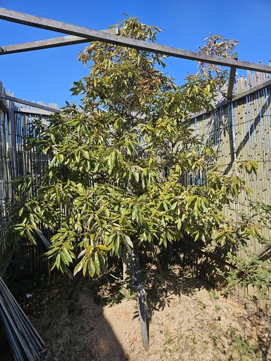 ‘황금빛깔 굴참나무 1004뮤지엄파크에 가면 볼 수 있다’..'신안군, 신품종 ‘신안 천사’ 품종보호권 획득' 1