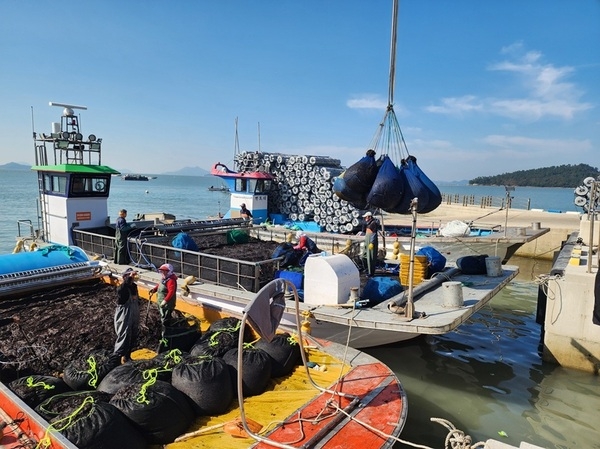 신안군 2026년산 첫 ‘햇김’ 위판 시작..'신안 청정갯벌에서 생산된 겨울철 대표 별미 신안김' 2
