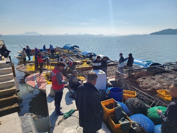 신안군 2026년산 첫 ‘햇김’ 위판 시작..'신안 청정갯벌에서 생산된 겨울철 대표 별미 신안김' 1