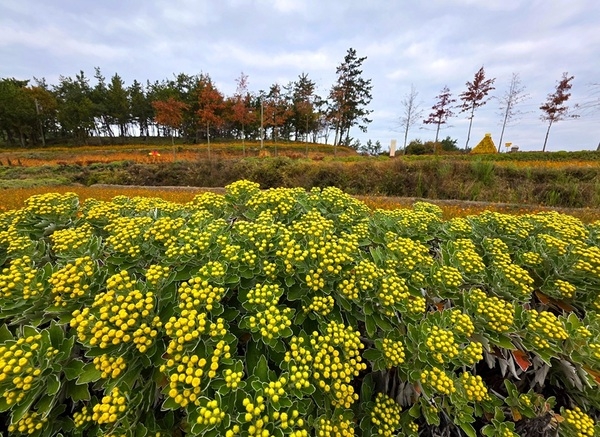 신안군 ‘꽃길 따라 걸으면 황금빛 행운’ 2025 아자니아 꽃축제 성공적 개최..'‘갯국의 섬, 고이도’ 브랜드 강화' 2