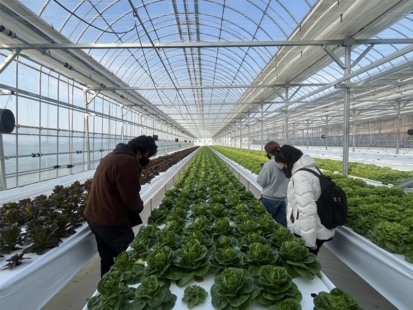 신안군 청년 농부 ‘이지팜’ 이지훈 대표, 스마트팜 성공 비결 공개..'최첨단 분무수경 기술로 물 절약 및 고품질 유럽 상추 연중 생산 성공' 2