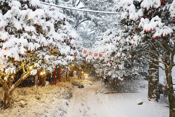 신안군, 목포시민 1004섬 분재정원 관람료 50% 할인 본격 시행..