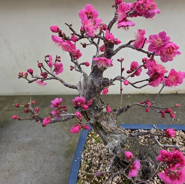 한겨울을 이겨낸 봄의 상징 ‘매화’... 설 연휴 꽃캉스는 1004섬 분재정원에서 2