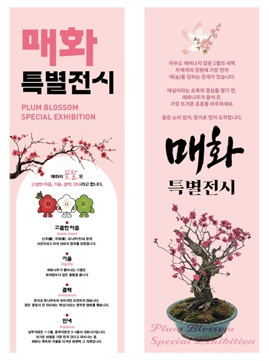 한겨울을 이겨낸 봄의 상징 ‘매화’... 설 연휴 꽃캉스는 1004섬 분재정원에서 3