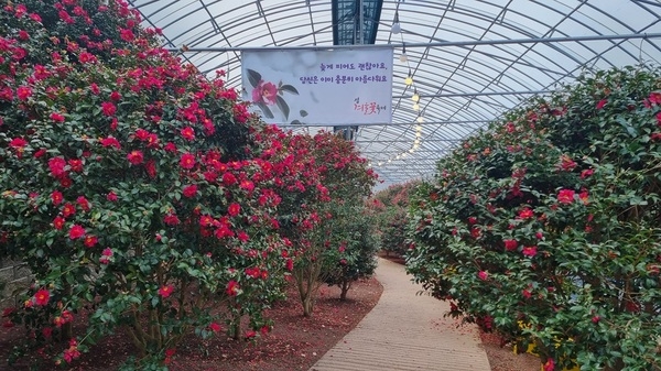 한겨울을 이겨낸 봄의 상징 ‘매화’... 설 연휴 꽃캉스는 1004섬 분재정원에서 4