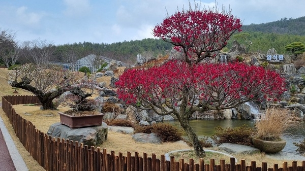 한겨울을 이겨낸 봄의 상징 ‘매화’... 설 연휴 꽃캉스는 1004섬 분재정원에서 1