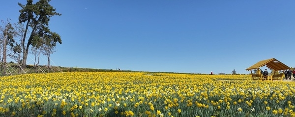 신안군 선도, 섬 전체를 황금빛으로 물들인 ‘2026 섬 수선화 축제’ 개막..