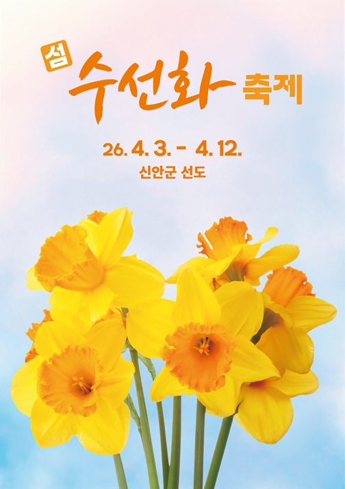 신안군 선도, 섬 전체를 황금빛으로 물들인 ‘2026 섬 수선화 축제’ 개막..