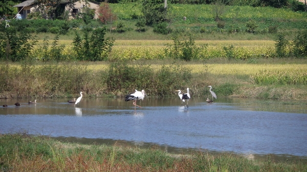 10월 6일의 야생황새 위치정보(예산친환경황새연합회, 황새생태연구원) 1
