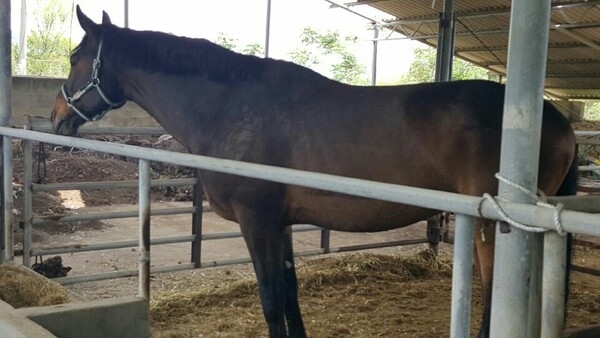 마필 매매합니다 2