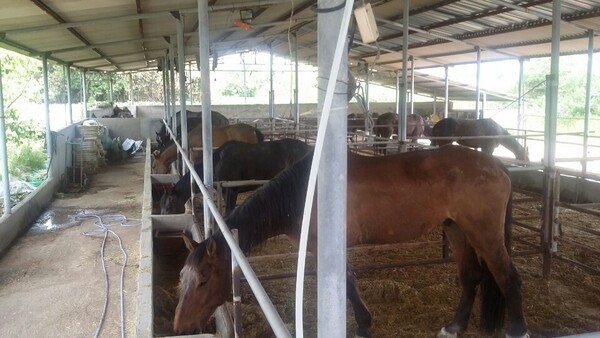 마필 매매합니다 3