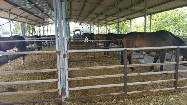 마필 매매합니다 1