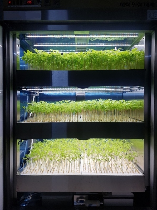 국내최초 새싹인삼 재배기 소개 2