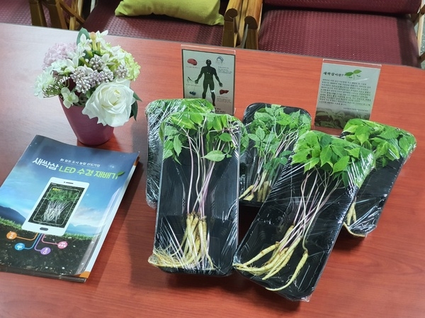 국내최초  새싹인삼 재배기 소개 3