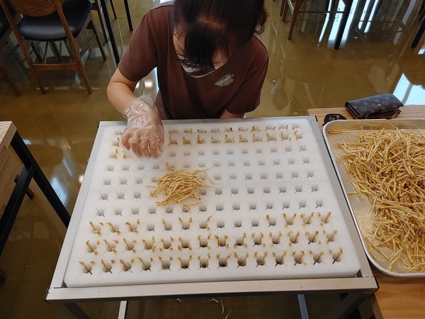 국내최초 새싹인삼 재배기 소개 1