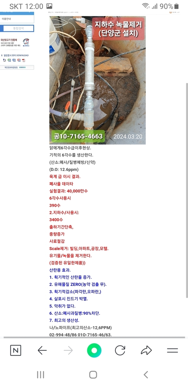 닭에게6각수급이후현상. 1